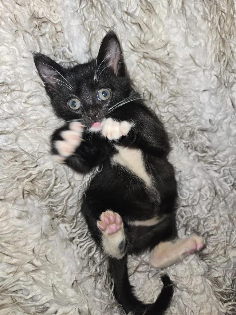 A baby medium-sized female Black & White / Tuxedo Domestic Short Hair cat named Hippo for adoption in Salt Lake City, UT