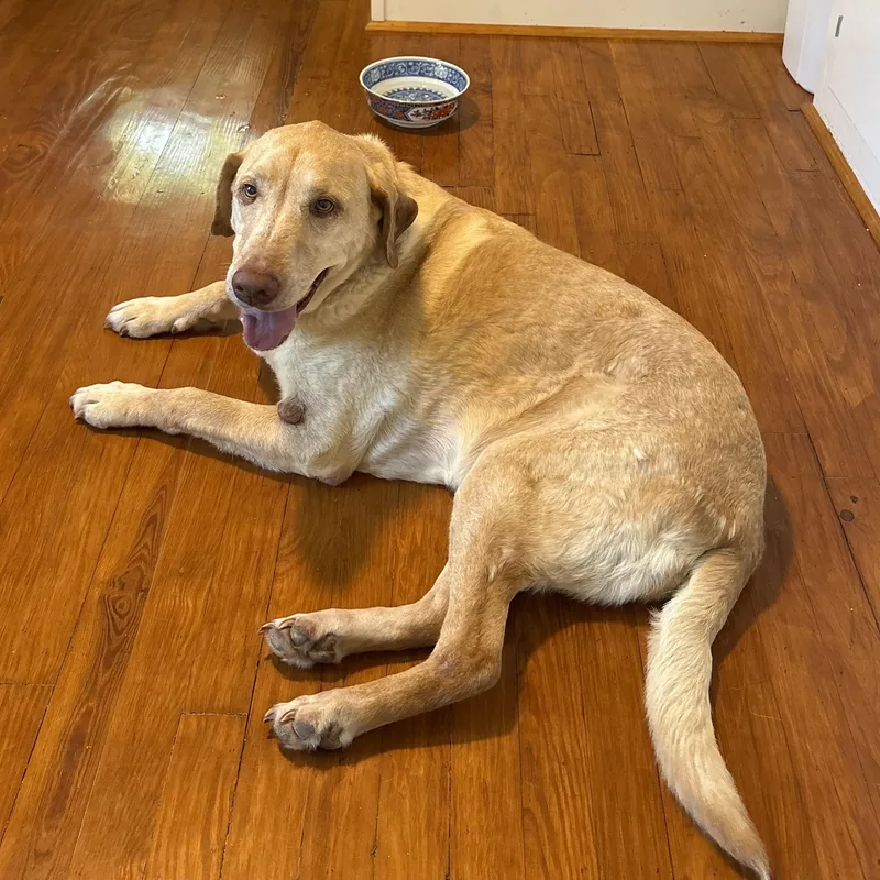 A senior large-sized male Yellow / Tan / Blond / Fawn Yellow Labrador Retriever dog named Frito Lays for adoption in Columbia, SC
