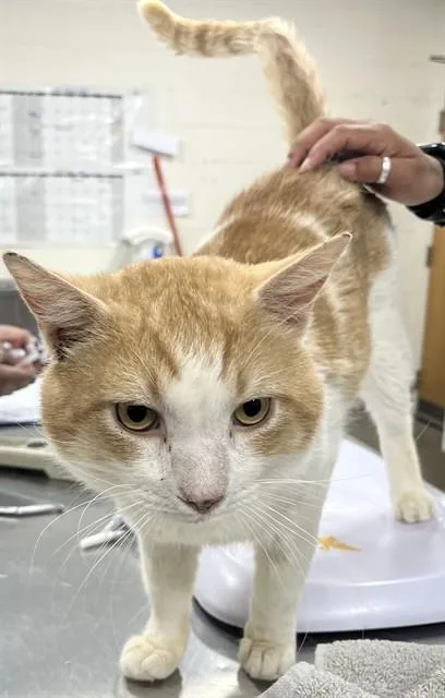 An adult large-sized male Domestic Short Hair cat named Gregory for adoption in Upper Marlboro, MD