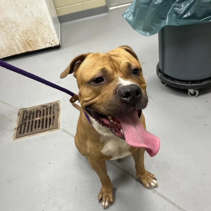 An adult large-sized male Brown / Chocolate Mixed Breed dog named StrayWoodruffFarmRoad for adoption in Columbus, GA