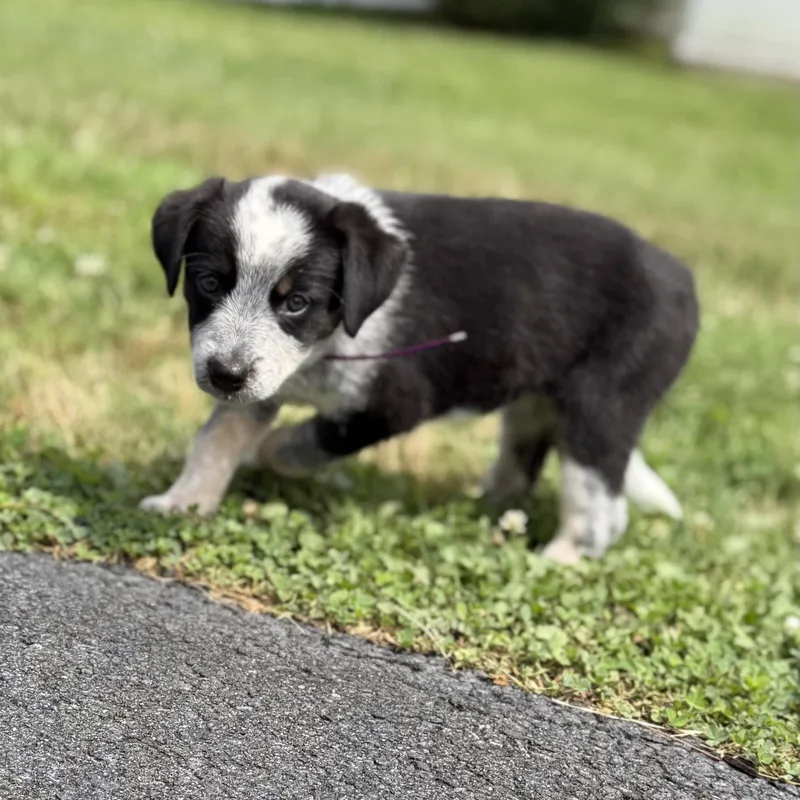 A baby medium-sized female Australian Shepherd dog named Penny for adoption in Hillsborough, NJ