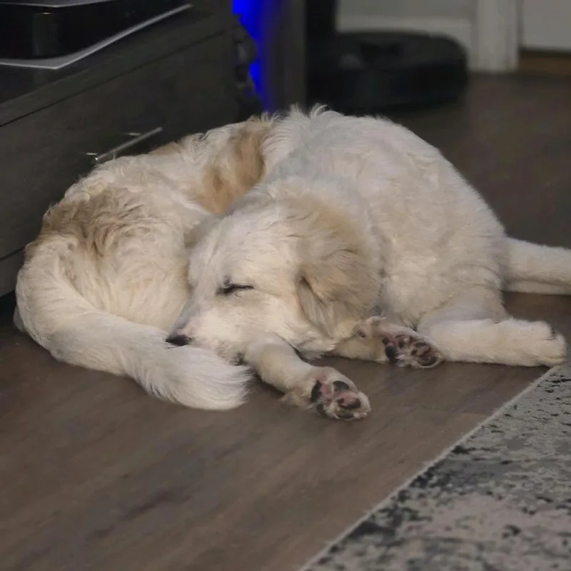 A young medium-sized male Golden Retriever dog named Bolt for adoption in Baton Rouge, LA