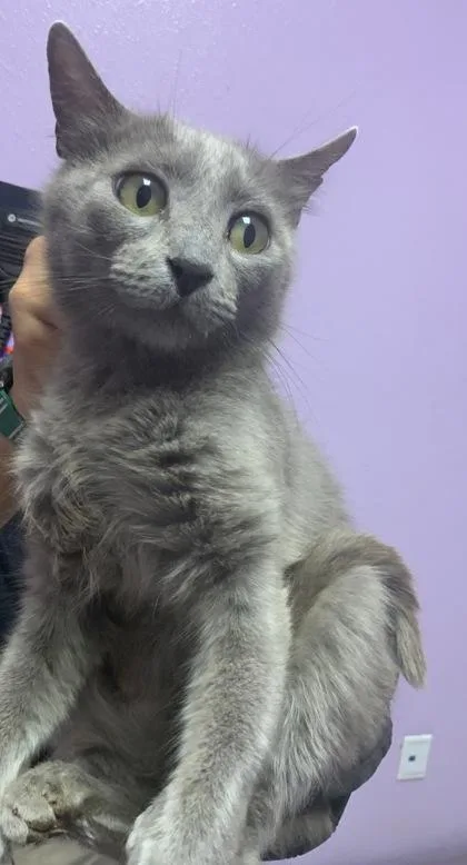 A baby medium-sized female Gray / Blue / Silver Domestic Short Hair cat named 61075975 for adoption in El Paso, TX
