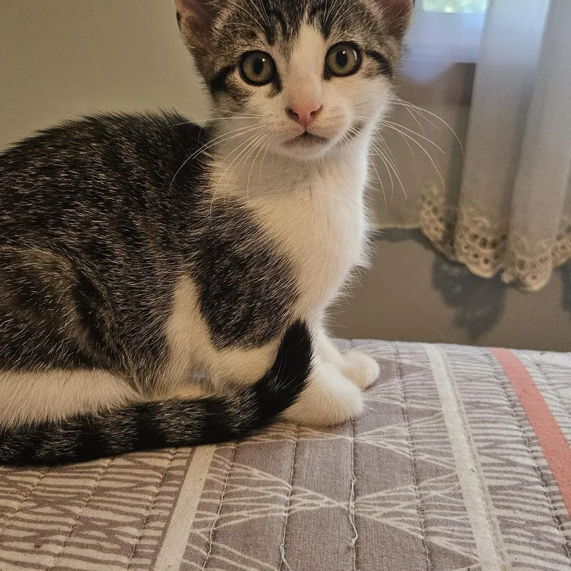 A baby medium-sized male Tabby (Brown / Chocolate) Domestic Short Hair cat named Ray for adoption in Mokena, IL