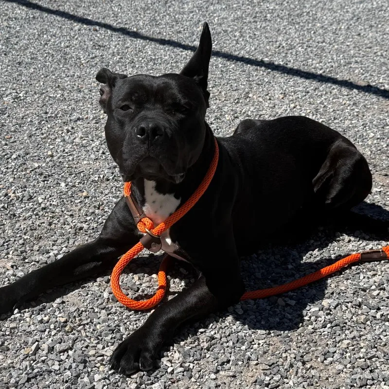 An adult medium-sized female Black Mixed Breed dog named Batgirl for adoption in York, PA