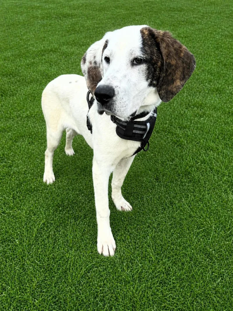 A young medium-sized male Mixed Breed dog named Clyde for adoption in Shelburne, VT