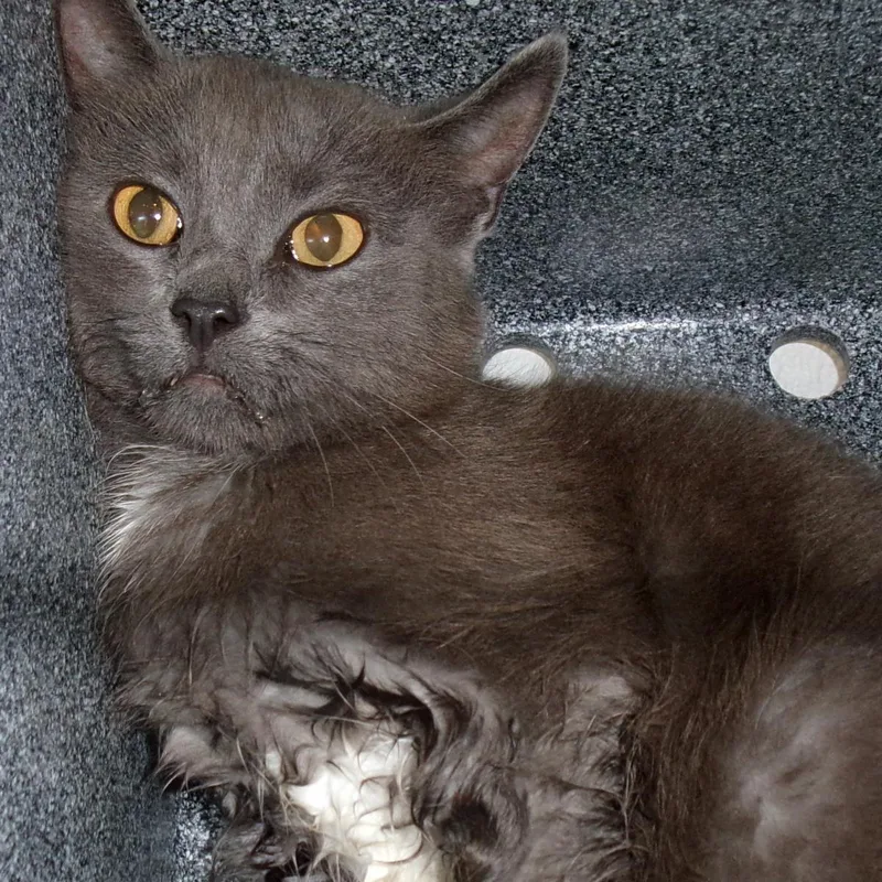 A young medium-sized female Gray / Blue / Silver Domestic Short Hair cat named Cubone for adoption in Plover, WI
