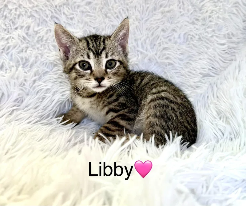 A baby medium-sized female Tabby (Brown / Chocolate) Tabby cat named Libby for adoption in Copley, OH