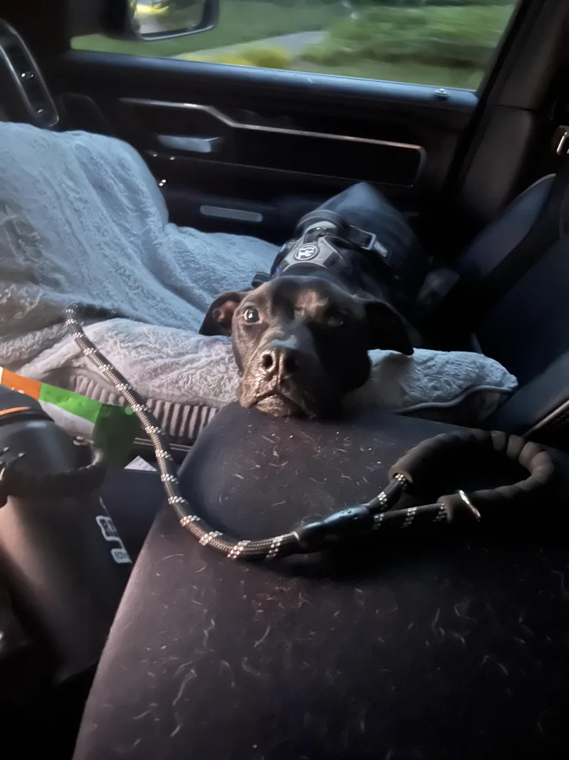 An adult medium-sized male Black American Staffordshire Terrier dog named Buddha for adoption in Saratoga Springs, NY