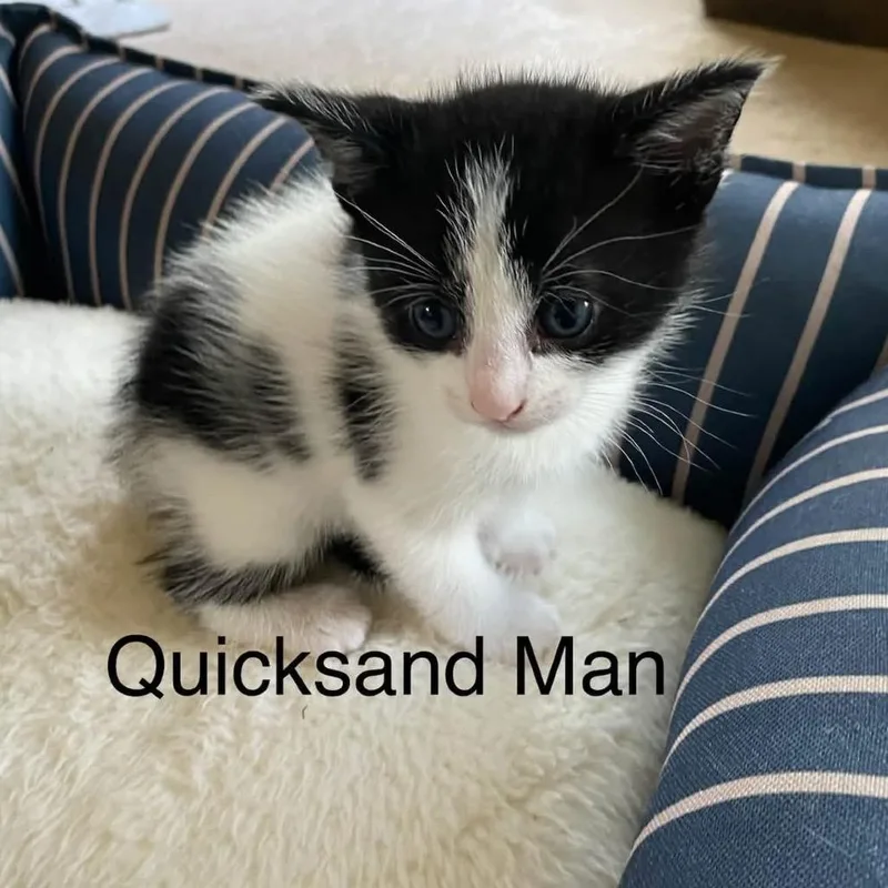 A baby small-sized male Black Domestic Short Hair cat named Quicksandman for adoption in Mentor, OH
