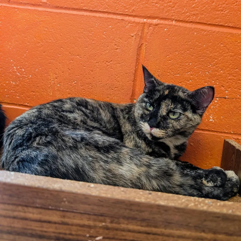 Yue @ Fat Cat thumbnail 2