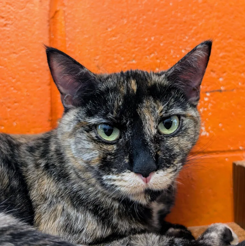 Yue @ Fat Cat thumbnail 3