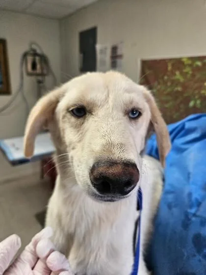 An adult medium-sized female Labrador Retriever dog named Fresca for adoption in San Antonio, TX