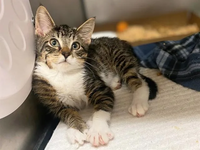 A baby small-sized female Domestic Short Hair cat named Lyra for adoption in Fort Wayne, IN