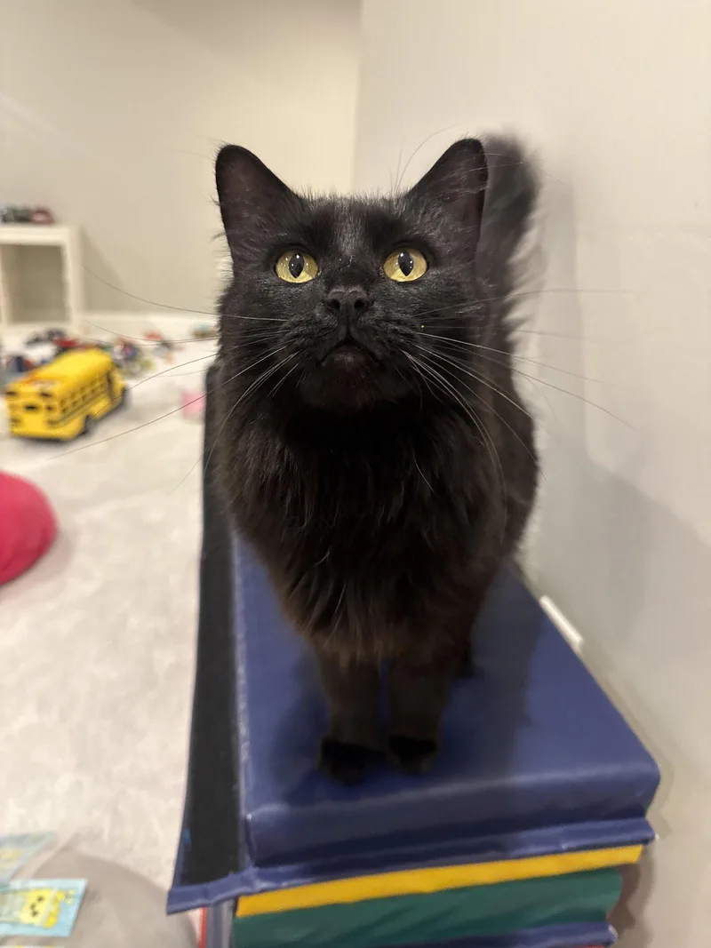 A young medium-sized female Black Domestic Long Hair cat named Birdie for adoption in Cincinnati, OH