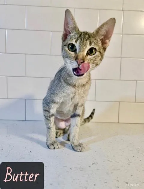 A young medium-sized female Gray & White Domestic Short Hair cat named Butter for adoption in Englewood, FL
