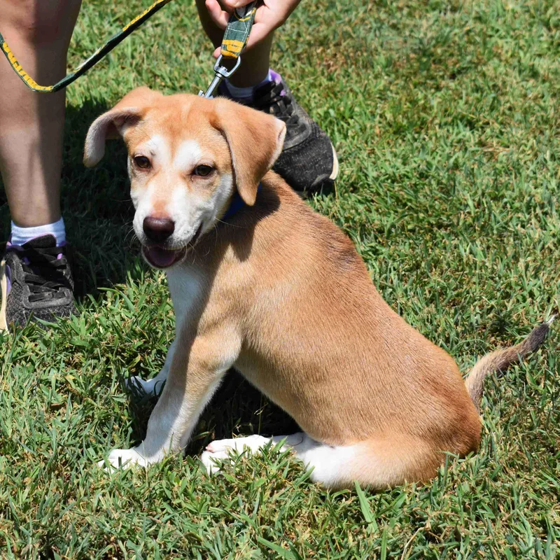 A baby medium-sized female Yellow / Tan / Blond / Fawn Mixed Breed dog named Puddin' for adoption in Searcy, AR