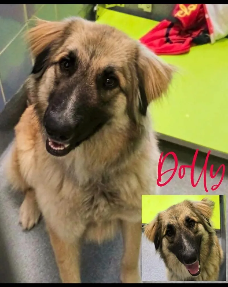 Dolly