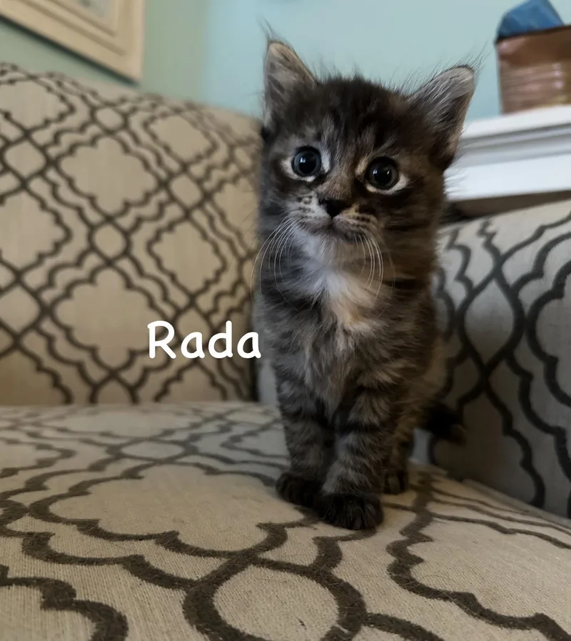 A baby small-sized female Tabby (Orange / Red) Torbie cat named Rada for adoption in Staten Island, NY