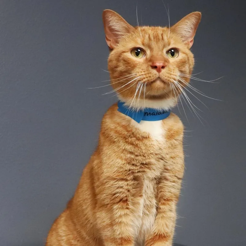 An adult medium-sized male Domestic Short Hair cat named Malakai for adoption in Lakeland, FL