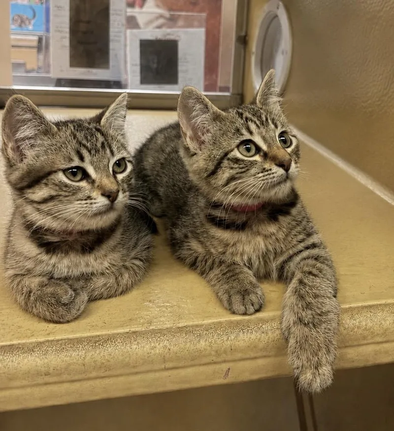 A baby medium-sized female Tabby (Tiger Striped) Tabby cat named Evie & Millie for adoption in Waldorf, MD