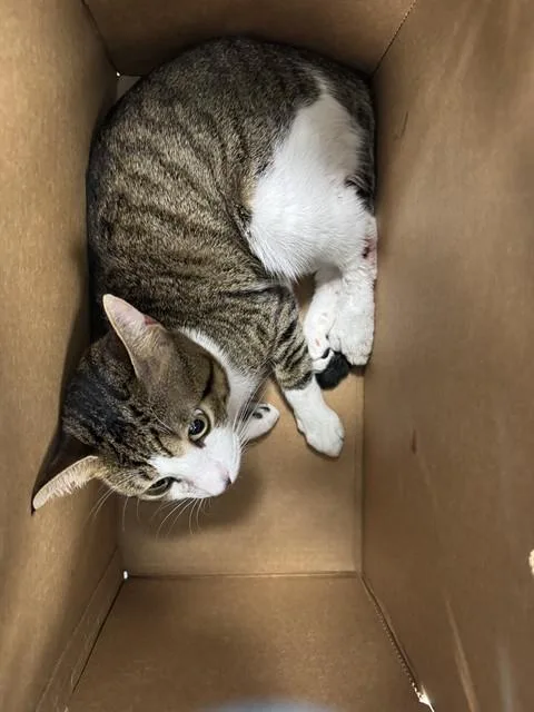 A young large-sized male Domestic Short Hair cat named Nulo for adoption in Fort Lauderdale, FL