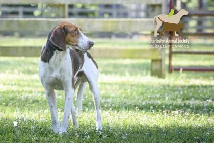 An adult medium-sized male Hound dog named B Duke for adoption in North Charleston, SC