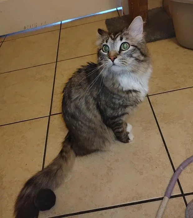 A young large-sized male Domestic Medium Hair cat named Riku for adoption in Denver, CO