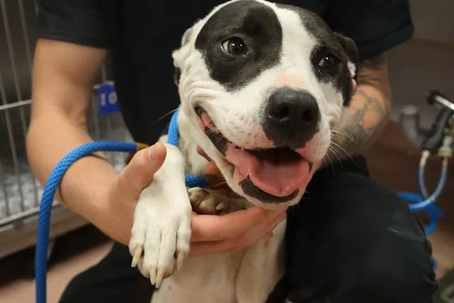 An adult medium-sized female Mixed Breed dog named Cindy for adoption in Columbia, SC