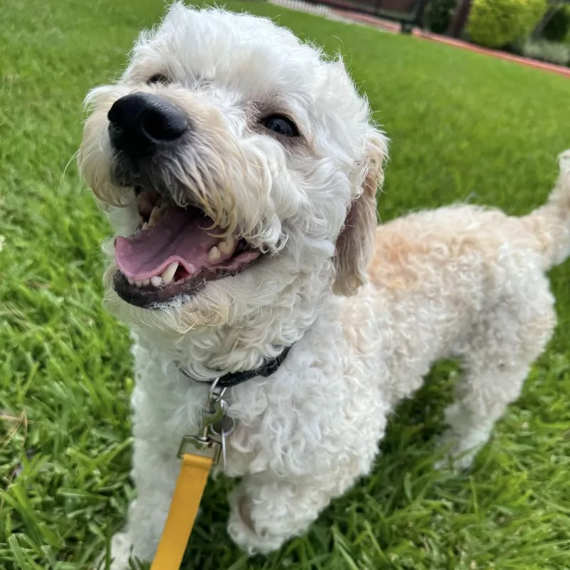 An adult small-sized male White / Cream Miniature Poodle dog named Peanut Mitchell for adoption in Houston, TX