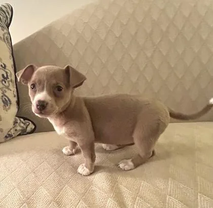 A baby small-sized female Chihuahua dog named Hashbrown for adoption in Cumming, GA