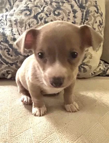 Hashbrown thumbnail 3