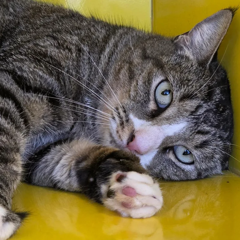 An adult large-sized male Gray / Blue / Silver Domestic Short Hair cat named Pepper for adoption in Abilene, TX