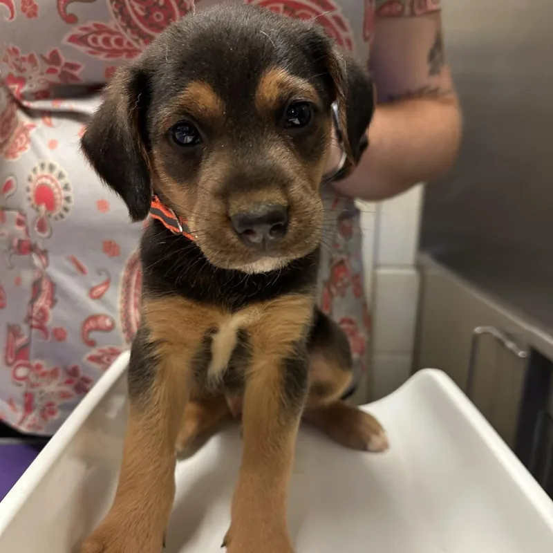 A baby small-sized male Yellow / Tan / Blond / Fawn Hound dog named Dave for adoption in Fairfax Station, VA