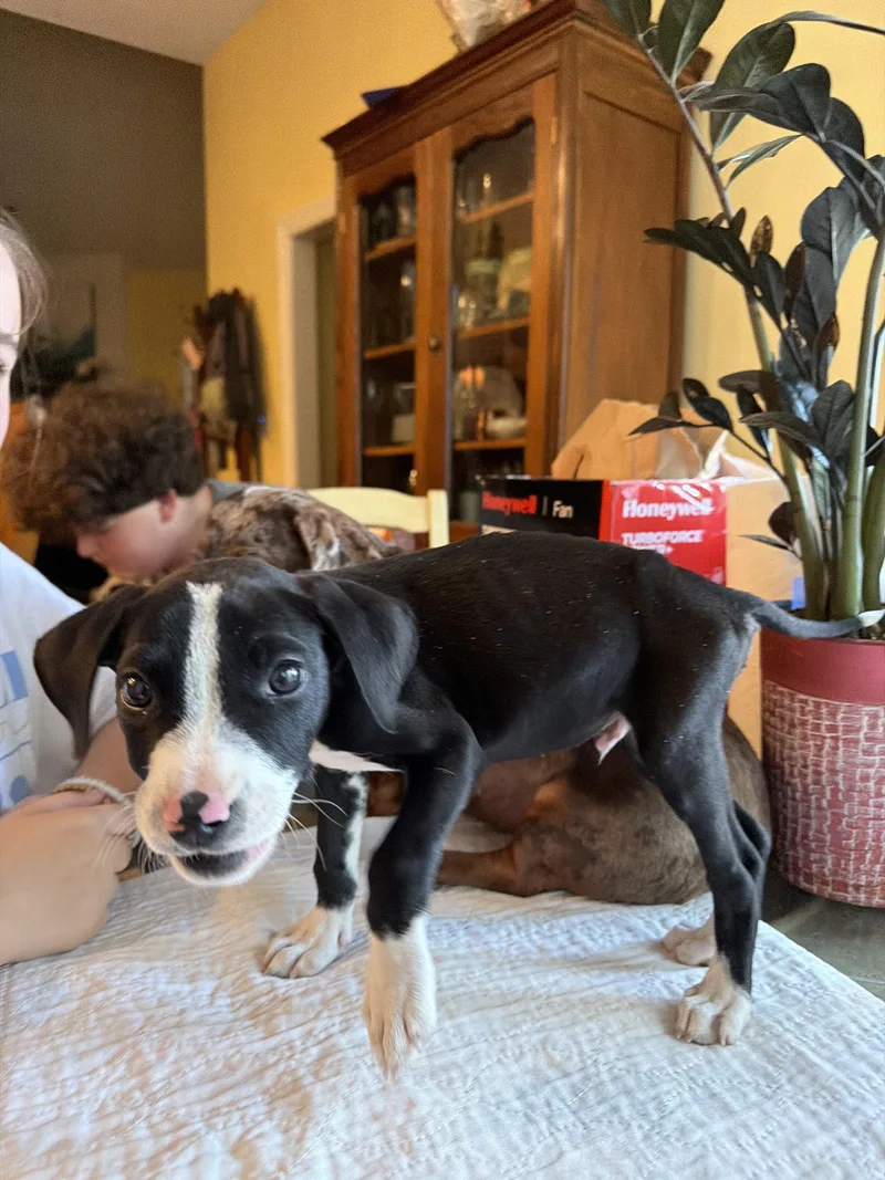 A baby medium-sized male Black Mixed Breed dog named Holmes for adoption in Memphis, TN