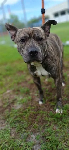 An adult large-sized male American Staffordshire Terrier dog named Calzone for adoption in Fort Lauderdale, FL