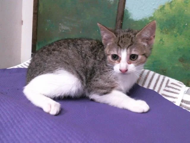 A baby small-sized female Domestic Short Hair cat named Brandy for adoption in Houston, TX