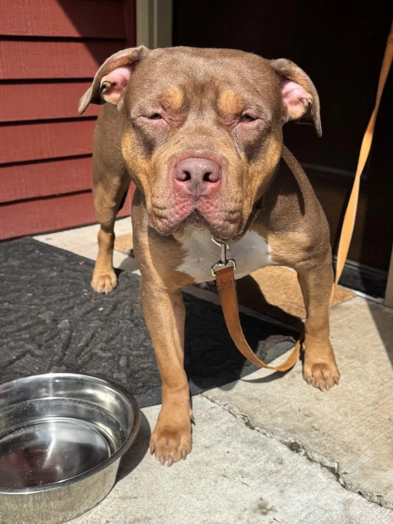 An adult medium-sized male Brown / Chocolate American Staffordshire Terrier dog named Judge for adoption in North Bend, WA