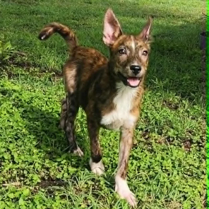 A baby medium-sized female Brown / Chocolate Shepherd dog named Arabella Fj for adoption in Austin, TX