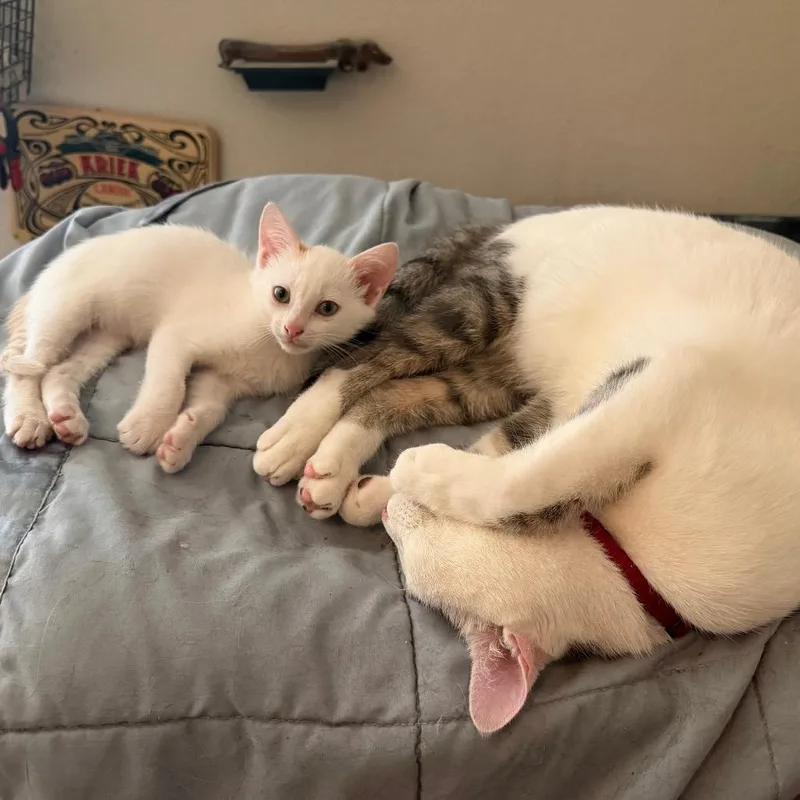 A baby small-sized female White Domestic Short Hair cat named Laalaa for adoption in Austin, TX