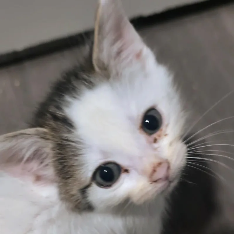 A baby small-sized male White Domestic Short Hair cat named Nimbus for adoption in Long Beach, CA