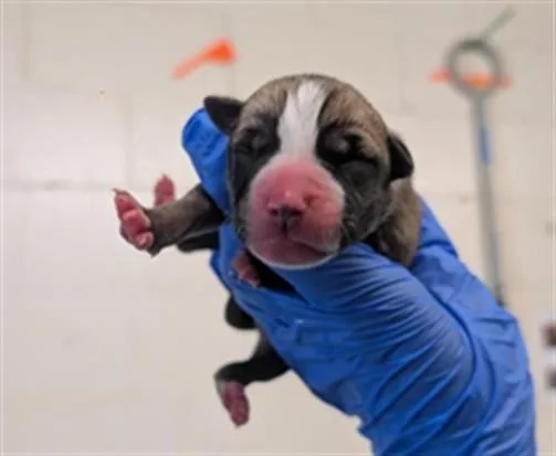 A baby small-sized female Pit Bull Terrier dog named A for adoption in Sacramento, CA