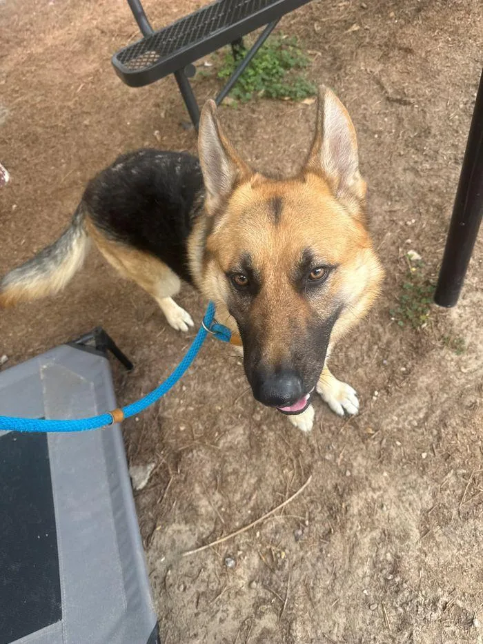 A young large-sized male Terrier dog named Jb for adoption in Hilton Head Island, SC