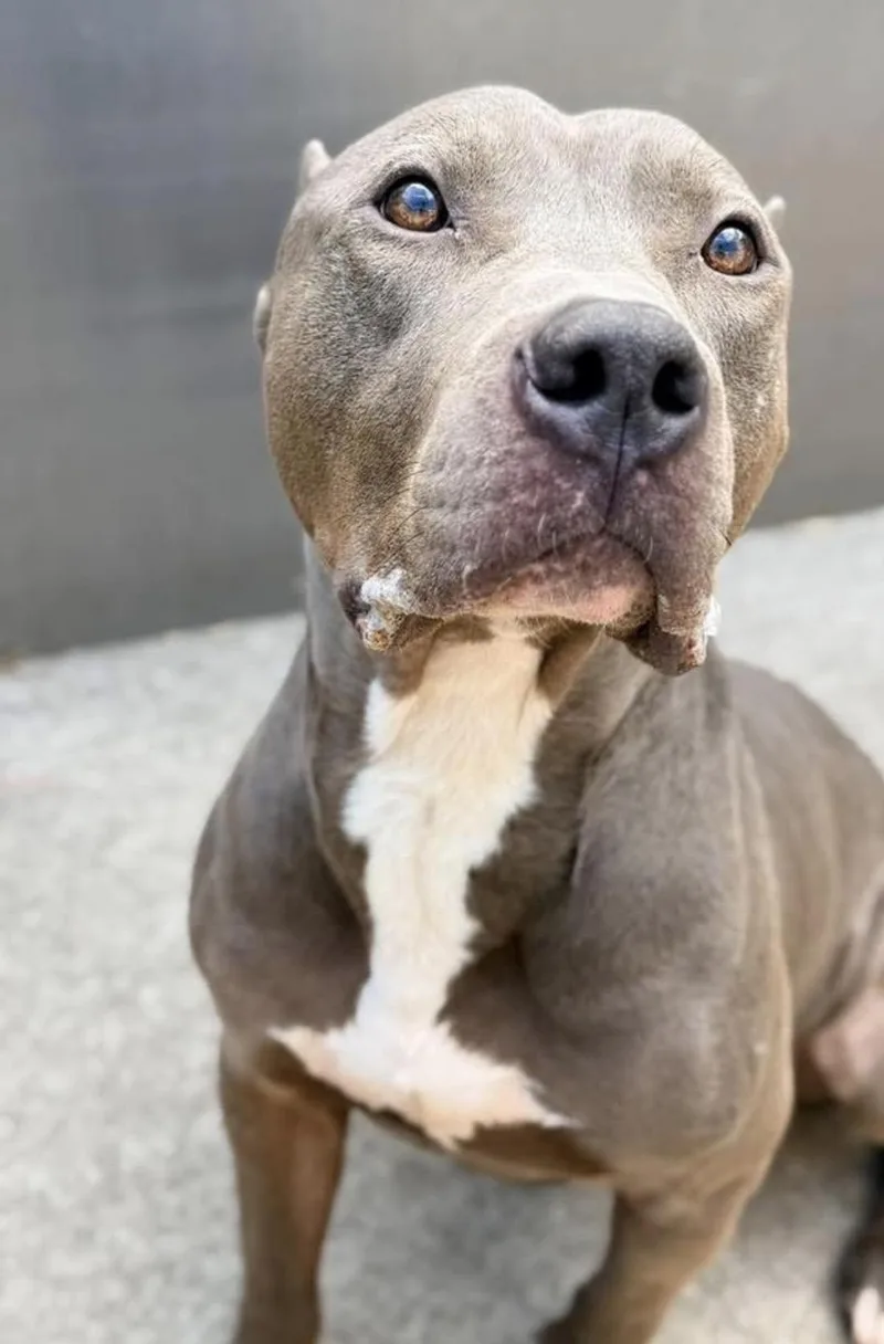 An adult medium-sized male Gray / Blue / Silver Pit Bull Terrier dog named Kael for adoption in Chicago, IL