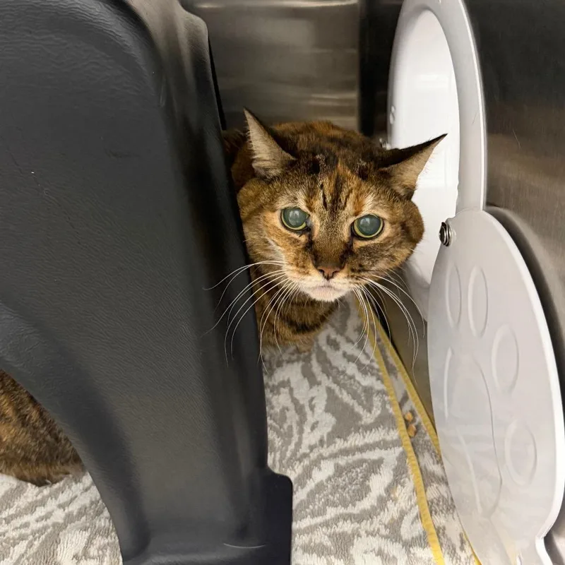 A senior large-sized female Calico Domestic Short Hair cat named Gabby for adoption in Morganton, NC