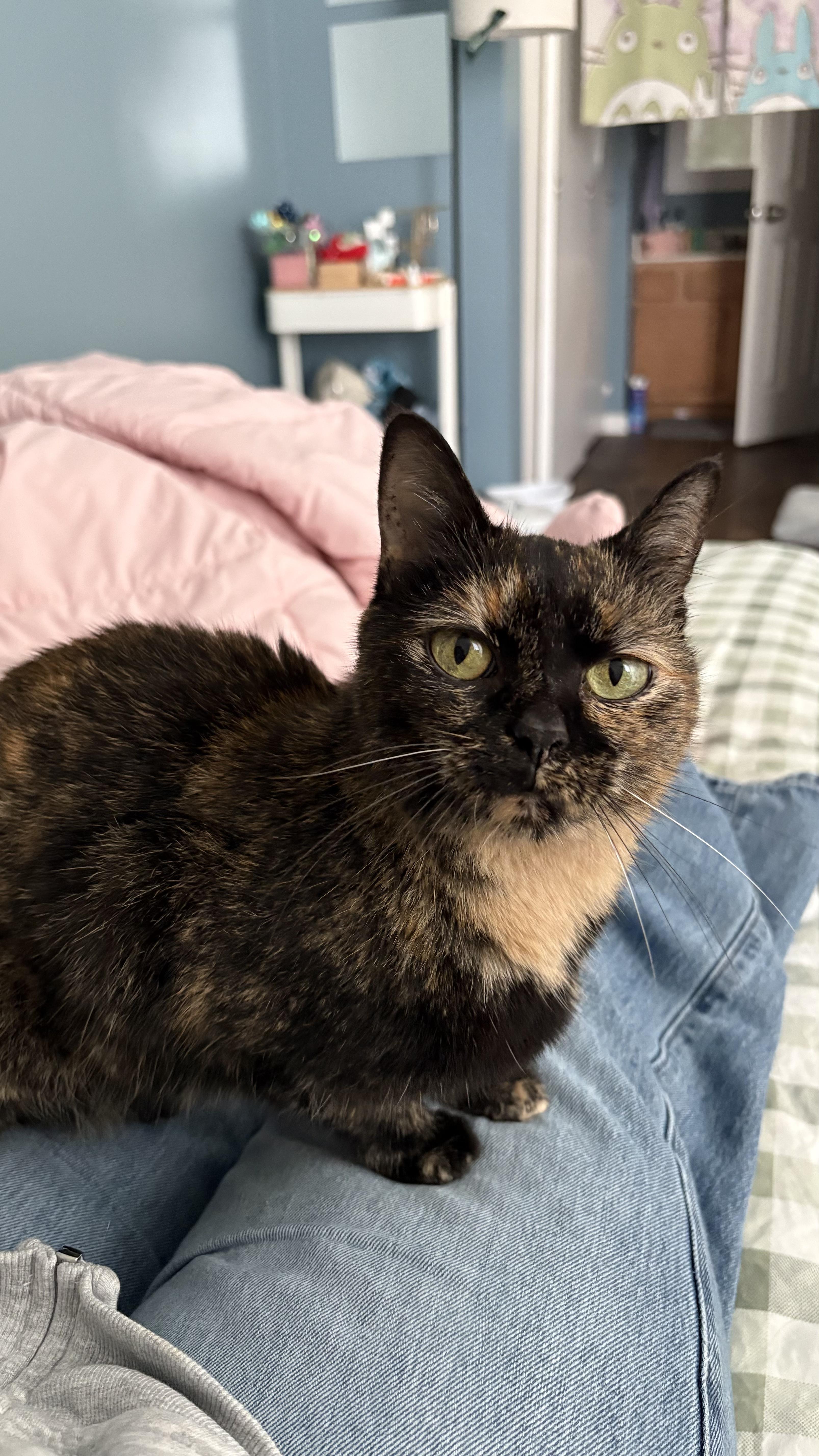 An adult medium-sized female Tortoiseshell Tortoiseshell cat named Piper for adoption in Columbus, OH