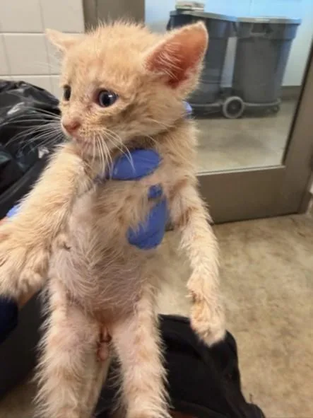 A baby small-sized male Domestic Short Hair cat named Golden for adoption in Van Nuys, CA