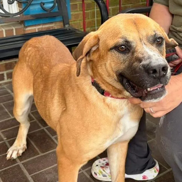 An adult large-sized female Brown / Chocolate Mixed Breed dog named Reba for adoption in Bennettsville, SC