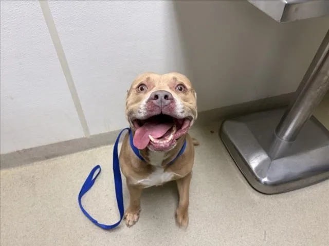 An adult medium-sized male American Bulldog dog named Gold for adoption in Chapel Hill, NC