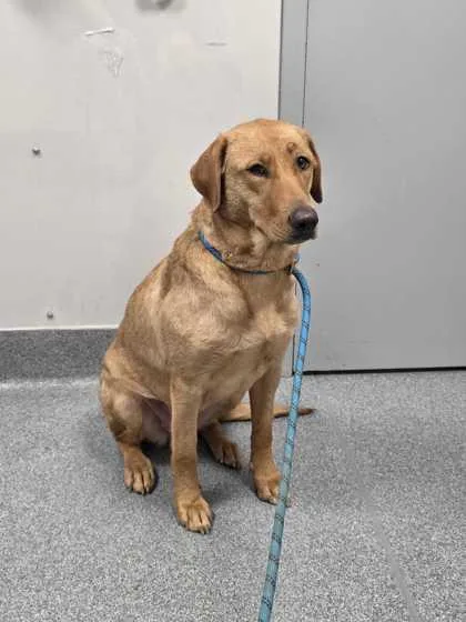 An adult large-sized female Mixed Breed dog named Ginger for adoption in Sevierville, TN